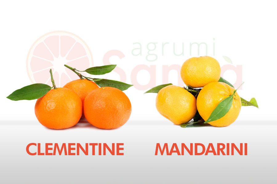 qual è la differenza tra i mandarini e le clementine