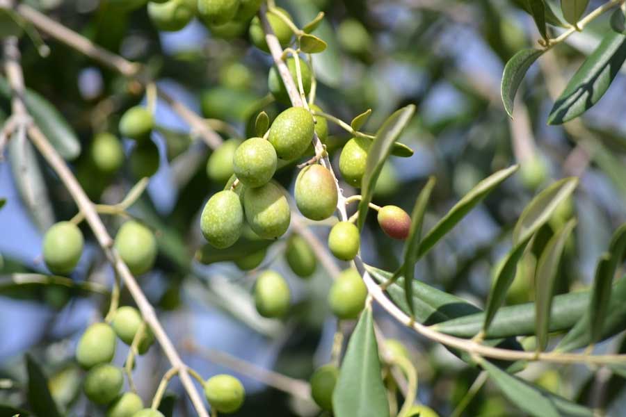 albero di ulivo in sicilia