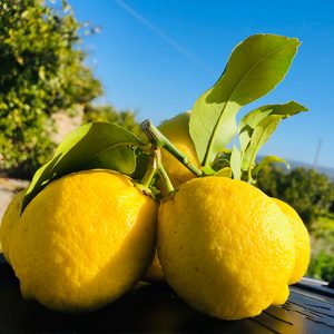 limoni non trattati siciliani